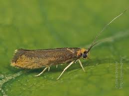 Attēlu rezultāti vaicājumam “Roeslerstammia erxlebella”