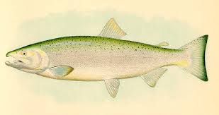 Image result for Oncorhynchus kisutch