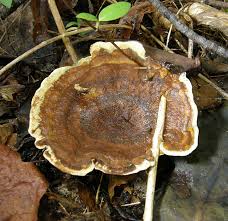 Attēlu rezultāti vaicājumam “Phaeolus schweinitzii”