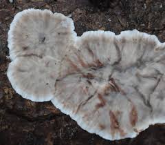 Attēlu rezultāti vaicājumam “Inonotus leporinus”