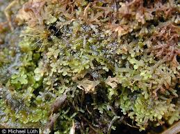 Attēlu rezultāti vaicājumam “Jungermannia hyalina”