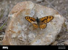 Attēlu rezultāti vaicājumam “Lasiommata megera male”