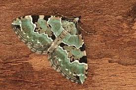 Attēlu rezultāti vaicājumam “Colostygia pectinataria”