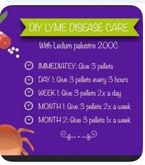 Attēlu rezultāti vaicājumam “Ledum palustre fruit”