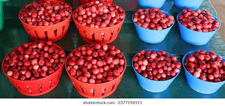 Attēlu rezultāti vaicājumam “Oxycoccus fruit”