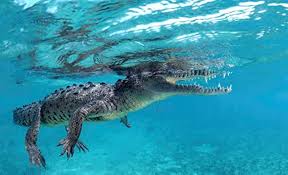 Image result for Crocodylus acutus