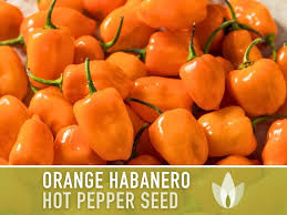 Afbeeldingsresultaat voor orange habanero hot pepper