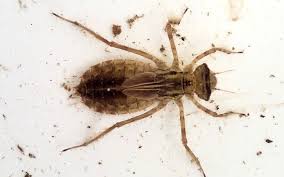 Attēlu rezultāti vaicājumam “Libellula quadrimaculata exuvia”