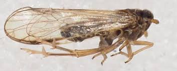 Attēlu rezultāti vaicājumam “Delphacidae”