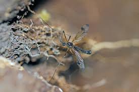 Attēlu rezultāti vaicājumam “Dictenidia bimaculata”