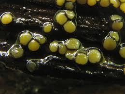 Attēlu rezultāti vaicājumam “Vibrissea decolorans”