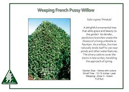 Attēlu rezultāti vaicājumam “Salix caprea”