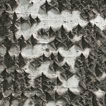 Attēlu rezultāti vaicājumam “Populus x berolinensis”