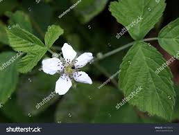 Attēlu rezultāti vaicājumam “Rubus caesius flower”