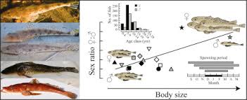 Image result for Platycephalus speculator