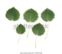Attēlu rezultāti vaicājumam “Populus tremula leaf”