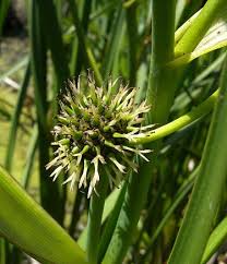 Attēlu rezultāti vaicājumam “Sparganiaceae”