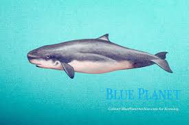 Image result for Kogia breviceps