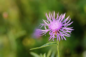 Attēlu rezultāti vaicājumam “Centaurea phrygia”