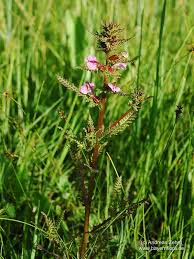 Attēlu rezultāti vaicājumam “Pedicularis palustris subsp. opsiantha”