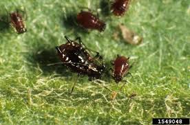 Attēlu rezultāti vaicājumam “Macrosiphoniella absinthii”