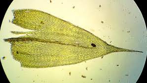 Attēlu rezultāti vaicājumam “Brachythecium rutabulum sporophyte”