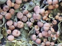 Attēlu rezultāti vaicājumam “Collema”