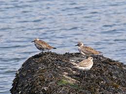 Attēlu rezultāti vaicājumam “Pluvialis apricaria”