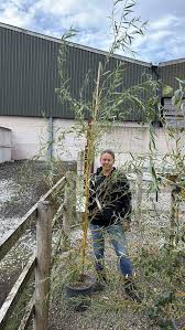 Attēlu rezultāti vaicājumam “Salix x sepulcralis”