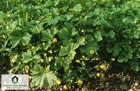 Attēlu rezultāti vaicājumam “Waldsteinia geoides flower”