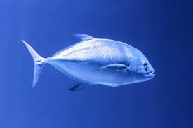 Image result for Caranx hippos