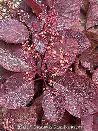 Attēlu rezultāti vaicājumam “Cotinus coggygria”