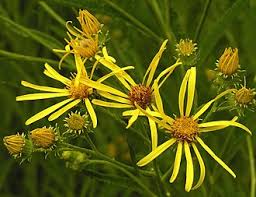 Attēlu rezultāti vaicājumam “Jacobaea paludosa leaf”