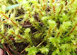 Attēlu rezultāti vaicājumam “Rhytidiadelphus squarrosus”