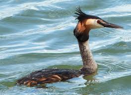 Attēlu rezultāti vaicājumam “Podiceps cristatus”