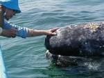 The Friendly Whales of San Ignacio Lagoon, Baja California Sur