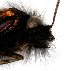 Attēlu rezultāti vaicājumam “Adela cuprella”