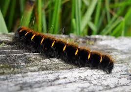 Attēlu rezultāti vaicājumam “Macrothylacia rubi”