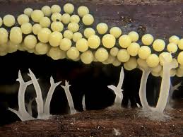 Attēlu rezultāti vaicājumam “Lamproderma columbinum young”