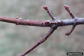 Attēlu rezultāti vaicājumam “Acer saccharinum bud”