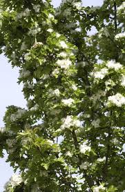 Attēlu rezultāti vaicājumam “Crataegus monogyna”