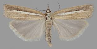 Attēlu rezultāti vaicājumam “Agriphila selasella”