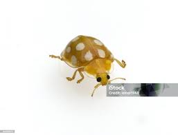 Attēlu rezultāti vaicājumam “Calvia decemguttata larva”