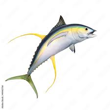 Image result for Thunnus albacares