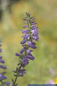 Attēlu rezultāti vaicājumam “Campanula bononiensis”