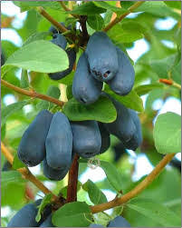 Attēlu rezultāti vaicājumam “Lonicera caerulea var. pallasii fruit”