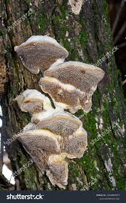 Attēlu rezultāti vaicājumam “Trametes suaveolens”