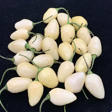 Afbeeldingsresultaat voor white habanero hot pepper