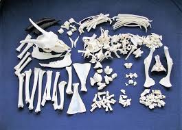 Attēlu rezultāti vaicājumam “Capra juvenile”