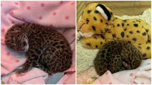 Image result for Essex Leopards